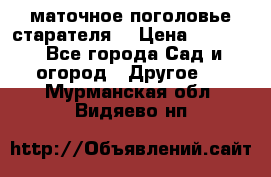 маточное поголовье старателя  › Цена ­ 3 700 - Все города Сад и огород » Другое   . Мурманская обл.,Видяево нп